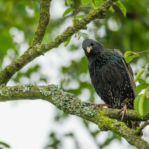 Redwell   07 06 2016   D3s (100 Of 165).jpg